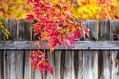 USA, Idaho, Bellevue, Nahaufnahme von roten Ahornblättern im Herbst in der Nähe von Sun Valley