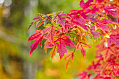USA, Idaho, Bellevue, Nahaufnahme von roten Ahornblättern im Herbst in der Nähe von Sun Valley