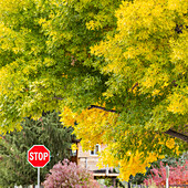 USA, Idaho, Bellevue, Stoppschild und Bäume im Herbst in der Nähe von Sun Valley