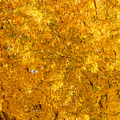USA, Idaho, Bellevue, Nahaufnahme eines Baumes mit goldenen Herbstblättern