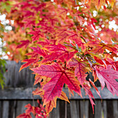 USA, Idaho, Bellevue, Nahaufnahme von roten Ahornblättern am Holzzaun bei Sun Valley