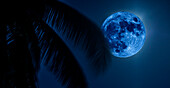 Blauer August-Supermond am Nachthimmel mit Palmenblättern im Vordergund