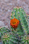 USA, New Mexico, Santa Fe, Nahaufnahme eines blühenden Kaktus in der Wüste