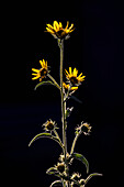 Yellow wildflowers in sunlight