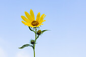 Gelbe Wildblume vor blauem Himmel