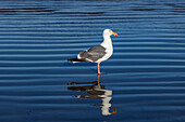 Seagull standing in shallow water at Cannon Beach