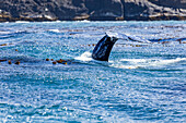 California gray whale dives for the bottom showing the flukes of its tail 