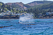 California gray whale spouts outside the harbor at Depoe Bay