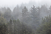USA, Oregon, Coos Bay, Wald im Nebel
