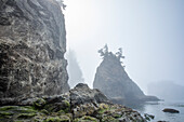 USA, Oregon, Brookings, Rocky coastline on misty day