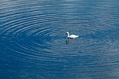 Trumpeter Swan (Cygnus Buccinator) floating on lake surface
