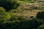 Cow moose (Alces Alces) and calf moose running across meadow