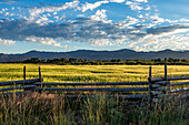 USA, Idaho, Bellevue, Green fields of cereal with mountains in background