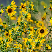 Büschel blühender Sonnenblumen an einem Sommertag