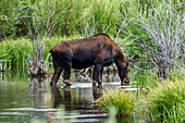 Cow moose drinking water in beaver pond 