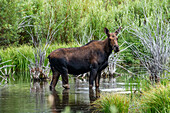 Cow moose standing in beaver pond 