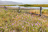 Pink wildflowers and wooden fence along river