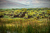 Cattails and blooming sage in summer