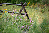 Pink wildflowers growing next to wooden fence
