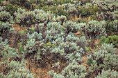 Wild sage growing on hillside