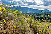 USA, Idaho, Hailey, Yellow wildflowers in morning sun in summer