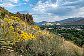 USA, Idaho, Hailey, Gelbe Wildblumen entlang des Carbonate Mountain Trail