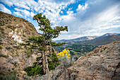 USA, Idaho, Hailey, Wildblumen und Baum entlang des Carbonate Mountain Trails