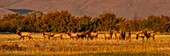 USA, Idaho, Bellevue, Herd of elk in rural landscape in autumn