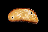 Scheibe frisch gebackenes Brot vor schwarzem Hintergrund