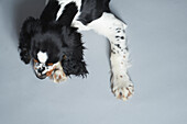 Portrait of English Springer Spaniel against gray background