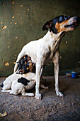 Bodeguero-Hund säugt Welpen in Sevilla