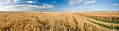 Panoramablick auf ein goldenes Weizenfeld in Andalusien