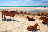 Cows on the Beach
