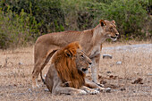 Ein Löwe und eine Löwin, Panthera leo, aufmerksam, aber gemeinsam ruhend. Chobe-Nationalpark, Kasane, Botsuana.