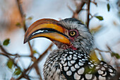 Close-up portrait of a southern yellow-billed hornbill, Tockus leucomelas. Central Kalahari Game Reserve, Botswana.