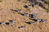 Luftaufnahme einer Herde von Steppenzebras, Equus quagga. Okavango-Delta, Botsuana.