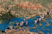Luftaufnahme von Steppenzebras, Equus quagga, die in einer Überschwemmungsebene des Okavango-Deltas spazieren gehen, Botsuana.