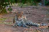Porträt eines Leoparden, Panthera pardus, in Ruhe. Mashatu-Wildreservat, Botsuana.