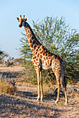 Portrait of a southern giraffe, Giraffa camelopardalis, looking at the camera. Mashatu Game Reserve, Botswana.
