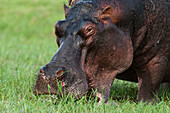 Close-up of a hippopotamus, Hippopotamus amphibius, grazing on a grass. Chobe National Park, Botswana.