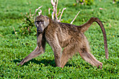 Porträt eines Chacma-Pavians, Papio ursinus, der in die Kamera schaut, während er vorbeiläuft. Chobe-Nationalpark, Botsuana.