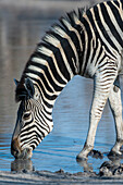 A Burchell's zebra, Equus burchellii, drinking at a waterhole. Okavango Delta, Botswana.