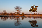 Bäume spiegeln sich im Khwai-Fluss bei Sonnenuntergang Khwai-Fluss, Okavango-Delta, Botsuana.