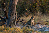 Ein Leopard, Panthera pardus, ruht sich in der Nähe eines toten Baumes aus. Okavango-Delta, Botsuana.