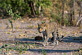 Ein weiblicher Leopard, Panthera pardus, bei einem Spaziergang im Savuti-Sumpf des Chobe-Nationalparks. Botsuana.