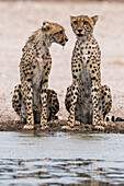 Zwei Geparden, Acinonyx jubatus, an einer Wasserstelle. Kalahari, Botsuana