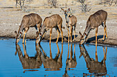 Weiblicher Großer Kudu, Tragelaphus strepsiceros, trinkt an einem Wasserloch. Kalahari, Botsuana