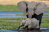 A female African elephant and calf, Loxodonta Africana, drinking in the river Khwai. Khwai Concession, Okavango Delta, Botswana