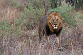Ein männlicher Löwe, Panthera leo, auf Patrouille. Khwai-Konzessionsgebiet, Okavango-Delta, Botsuana