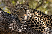 Portrait of a leopard, Panthera pardus, resting on a tree and looking at the camera. Khwai Concession, Okavango Delta, Botswana